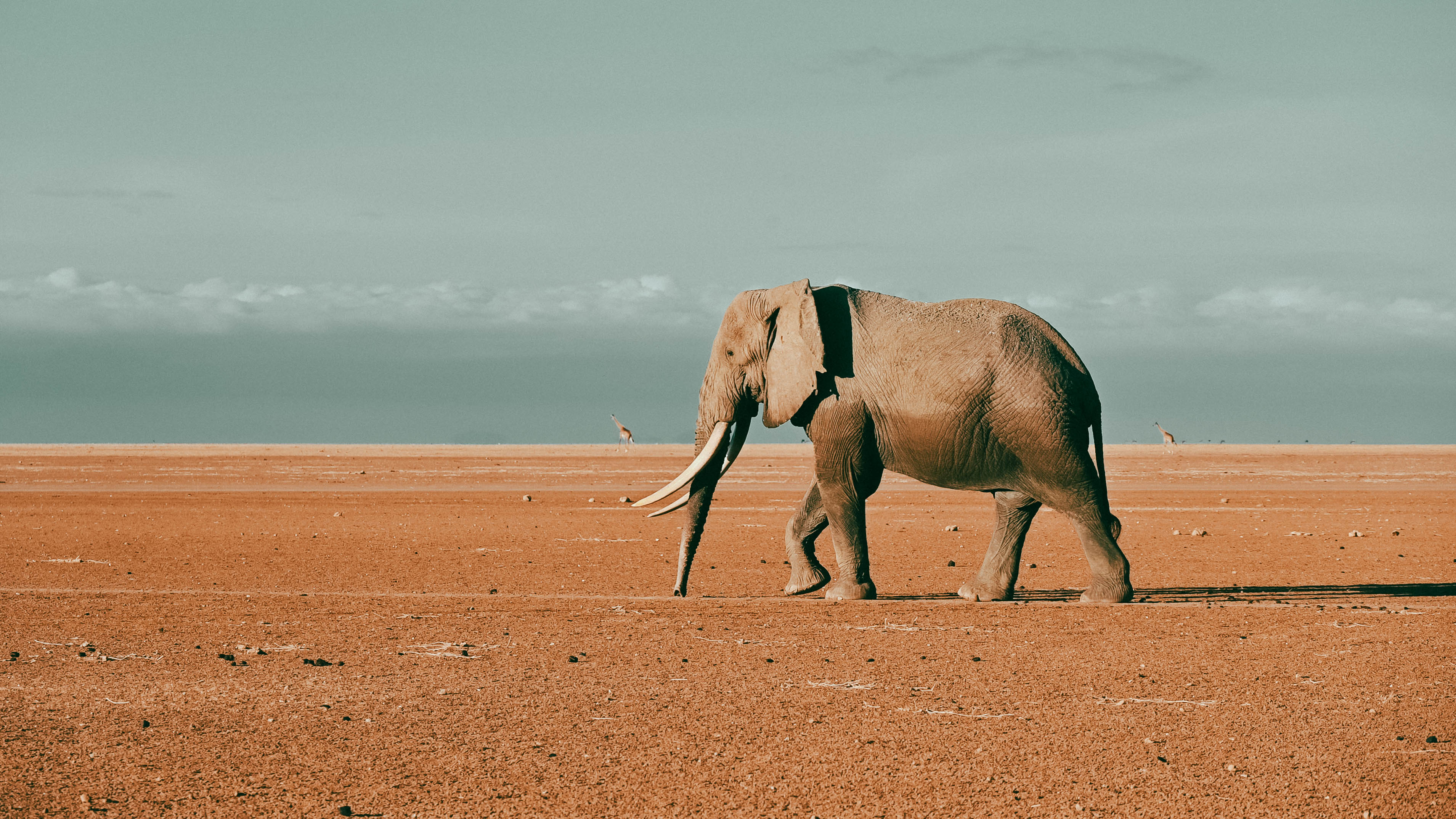 A lone elephant bull walks along the dry lake bed in Amboseli National Park