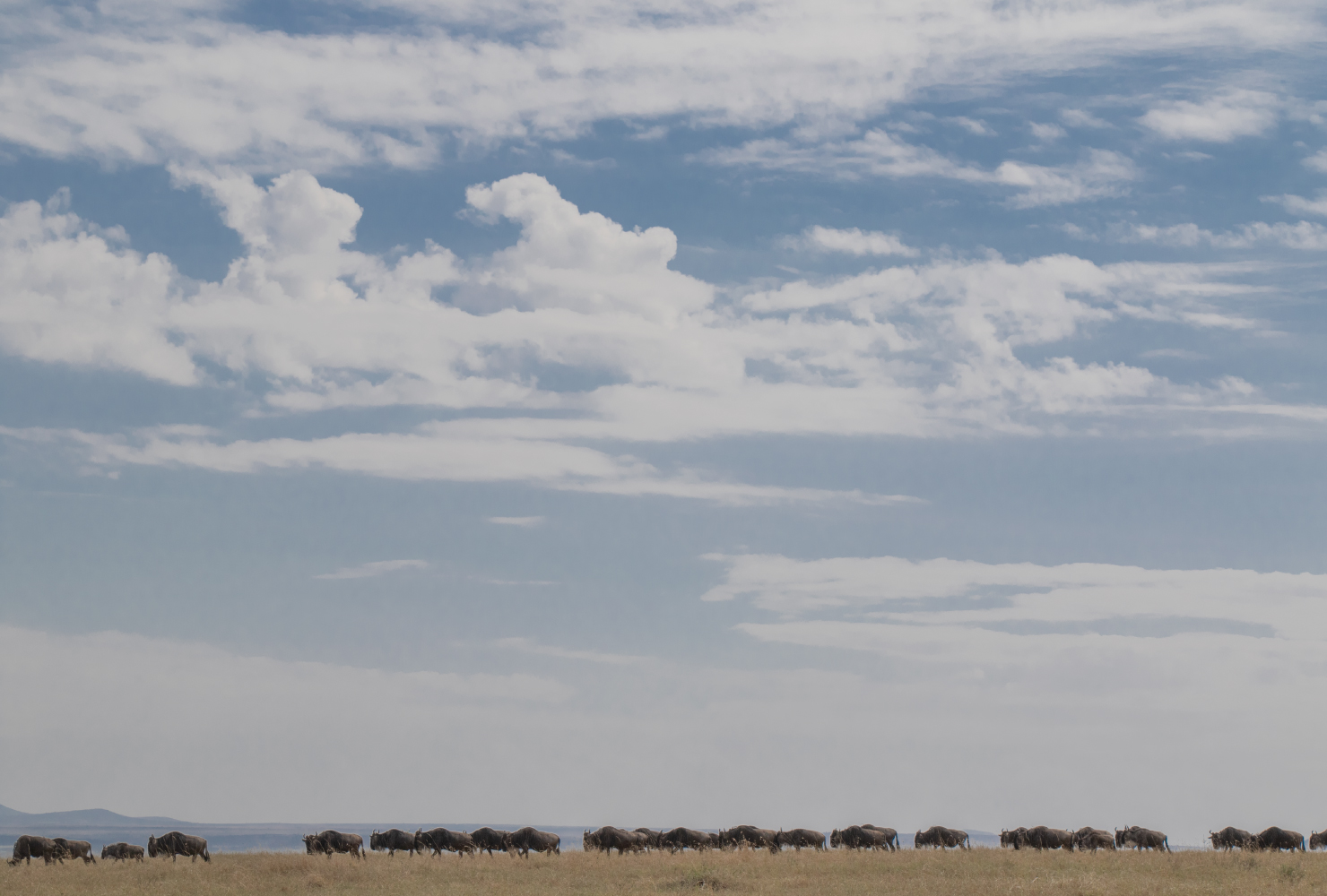 World Safari Day: Reliving the great wildebeest migration