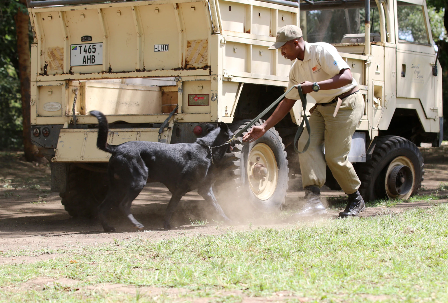 These dogs are taking on wildlife trafficking in Botswana