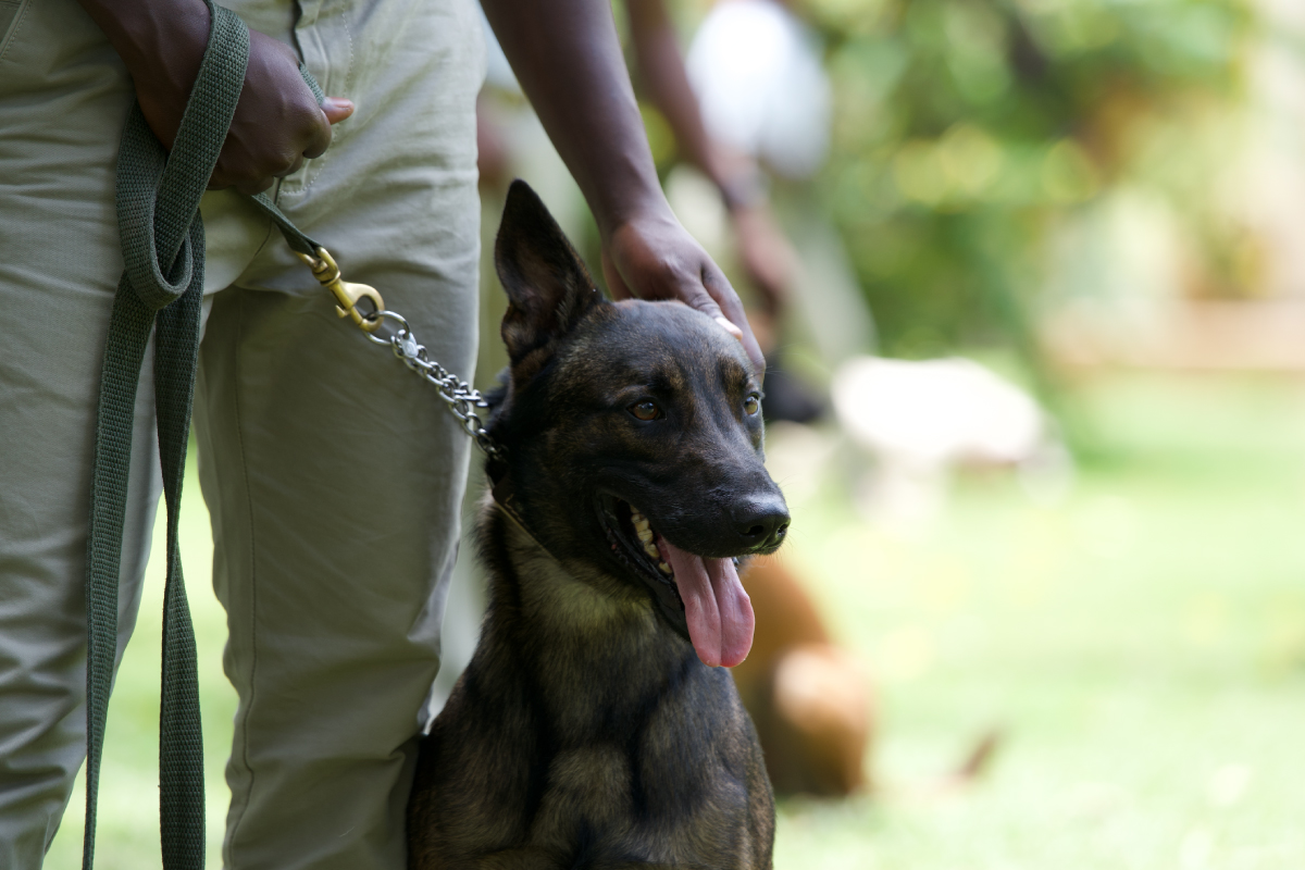 These dogs are taking on wildlife trafficking in Botswana
