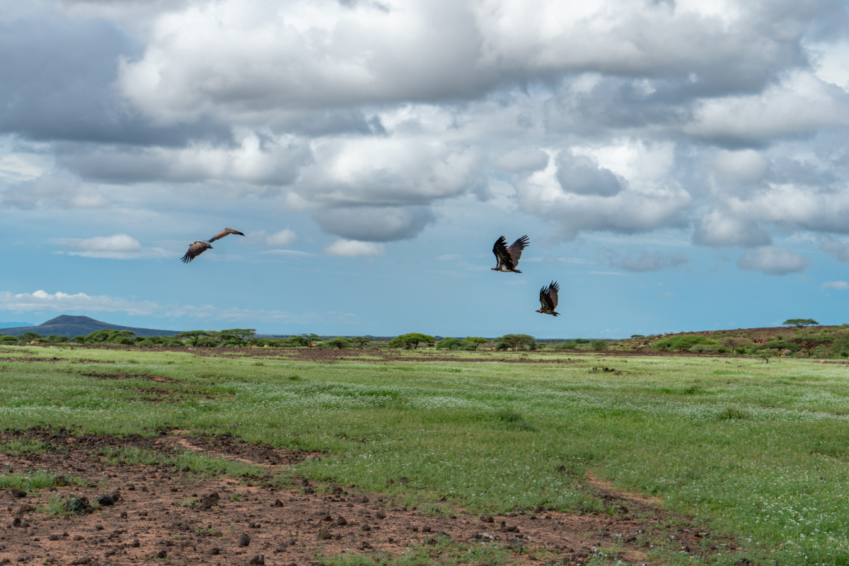 World Zoonoses Day 2023: we must protect vultures